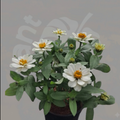 Zinnia