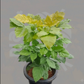 Golden Ficus