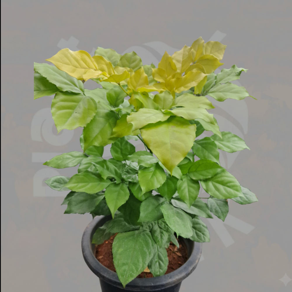 Golden Ficus