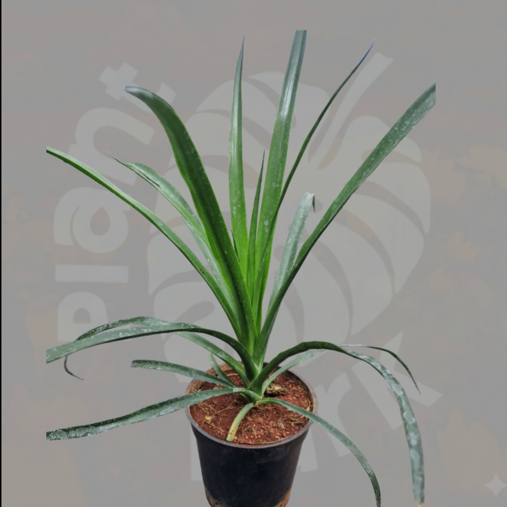 Pandan Plant