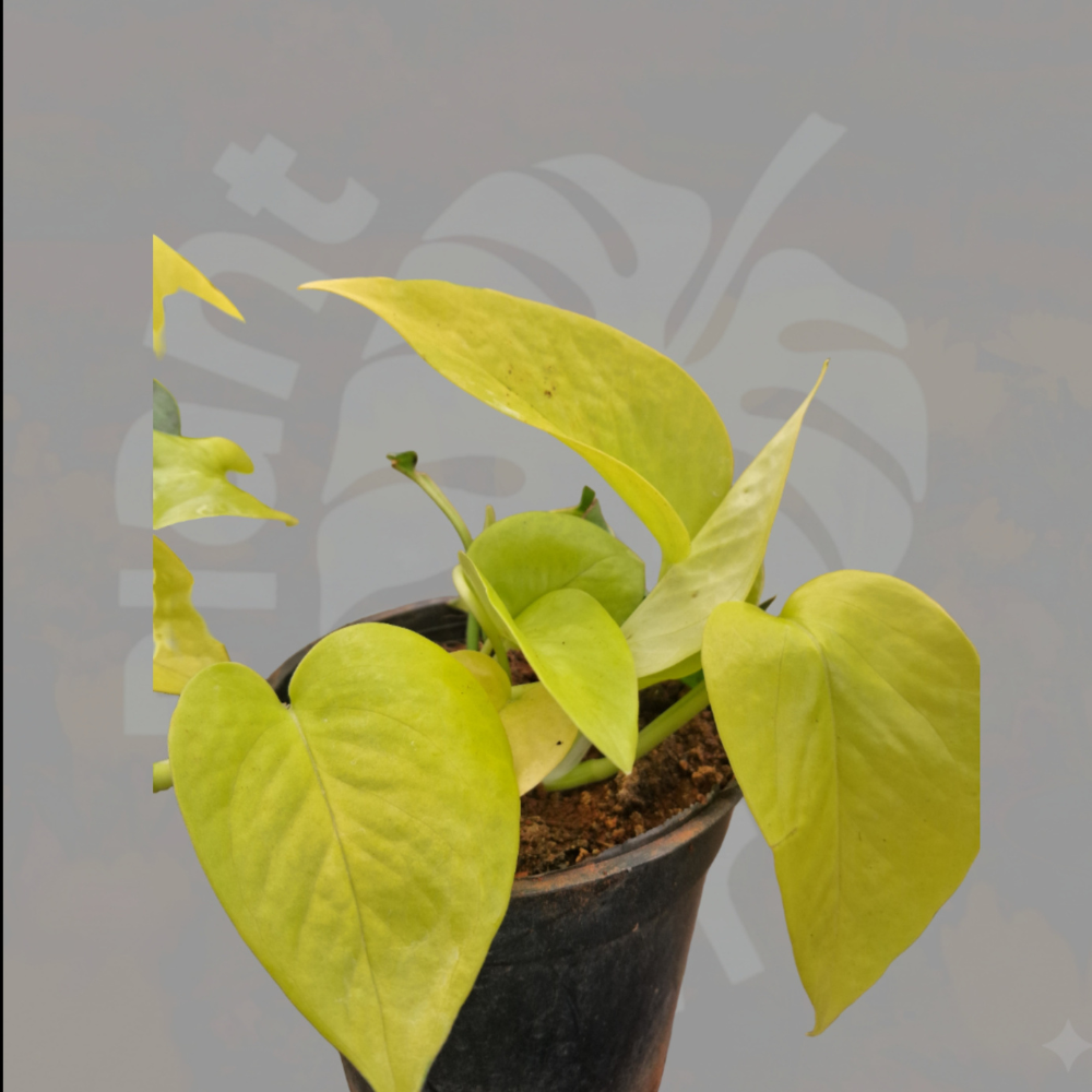 Neon Pothos