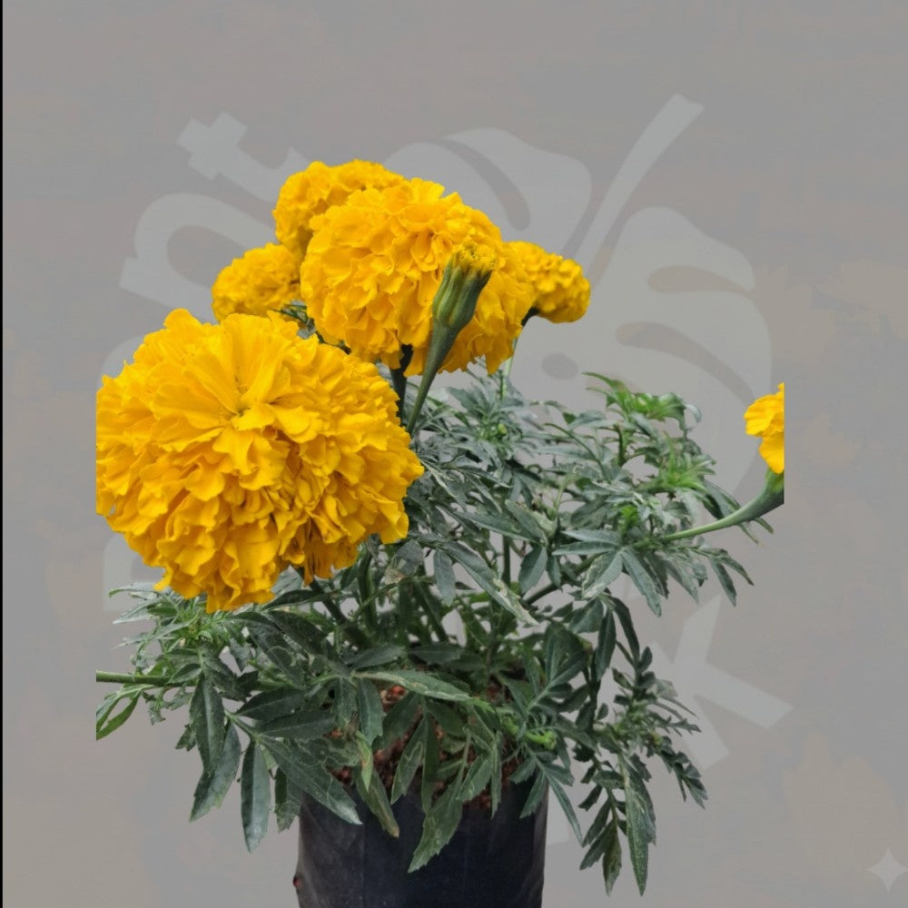 Marigold