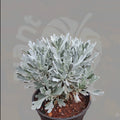 Silver Dust