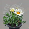 Treasure Flower