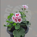 Geranium