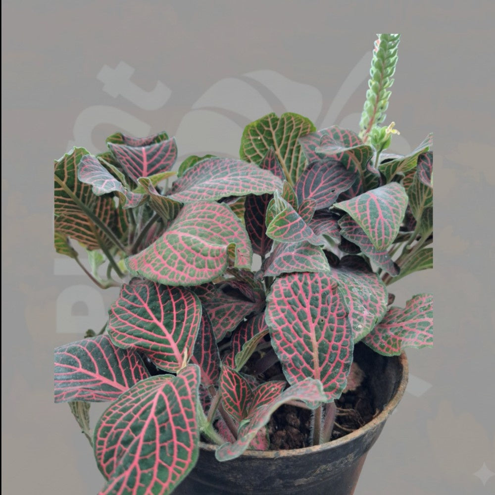 Nerve Plant