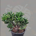 Goliath Jade