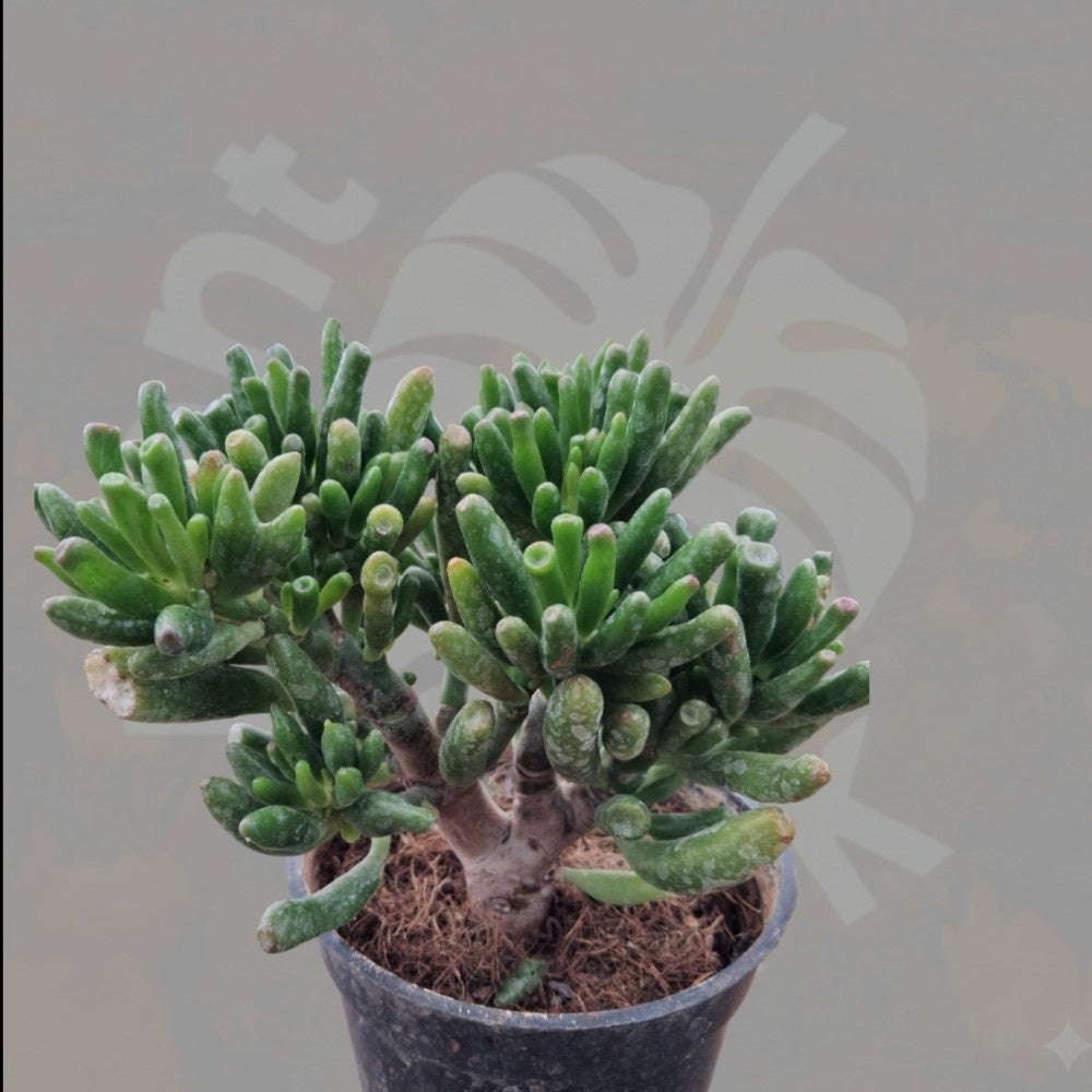 Goliath Jade