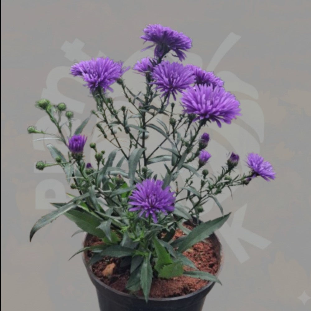 Aster