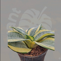 Variegated