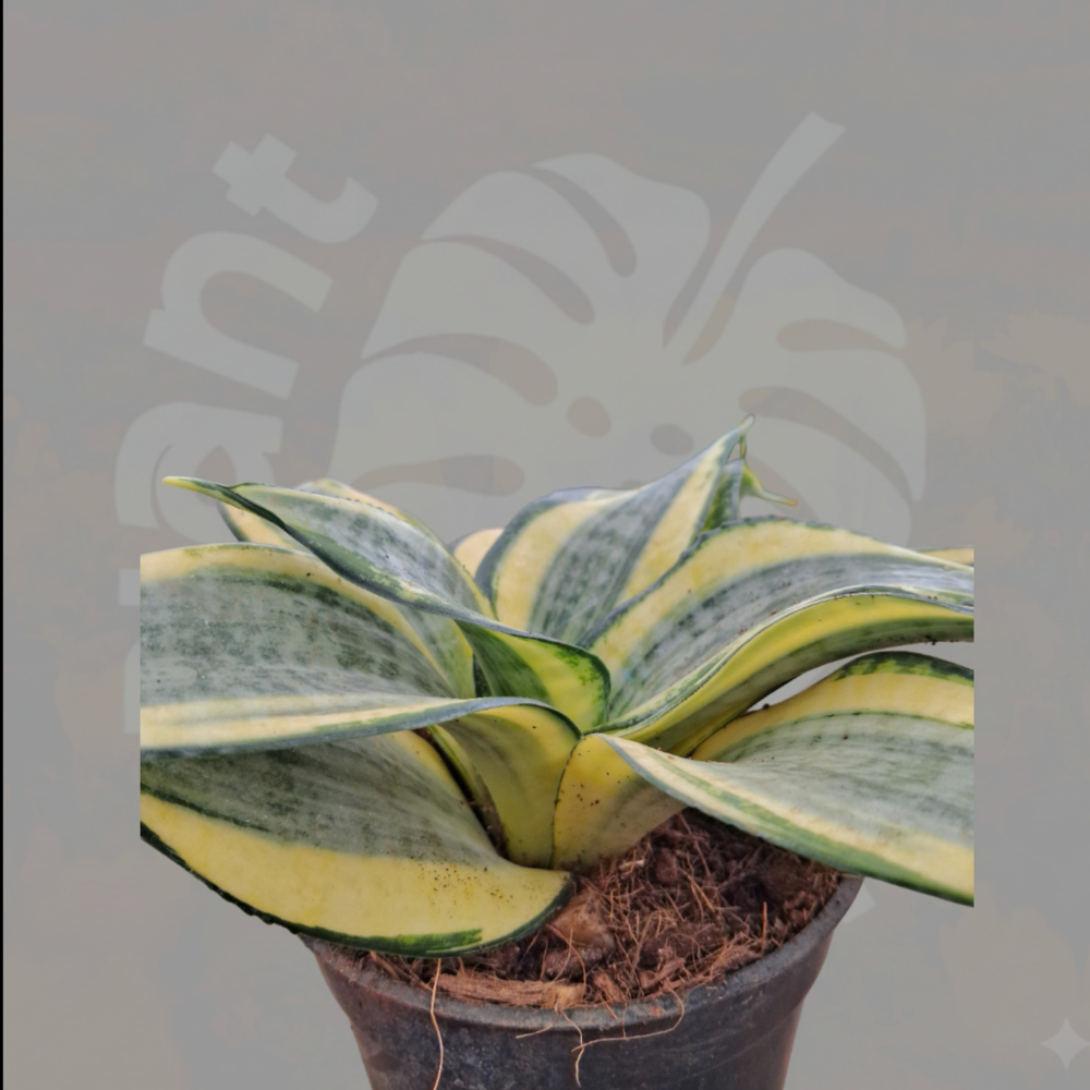 Variegated