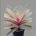 Jade Plant