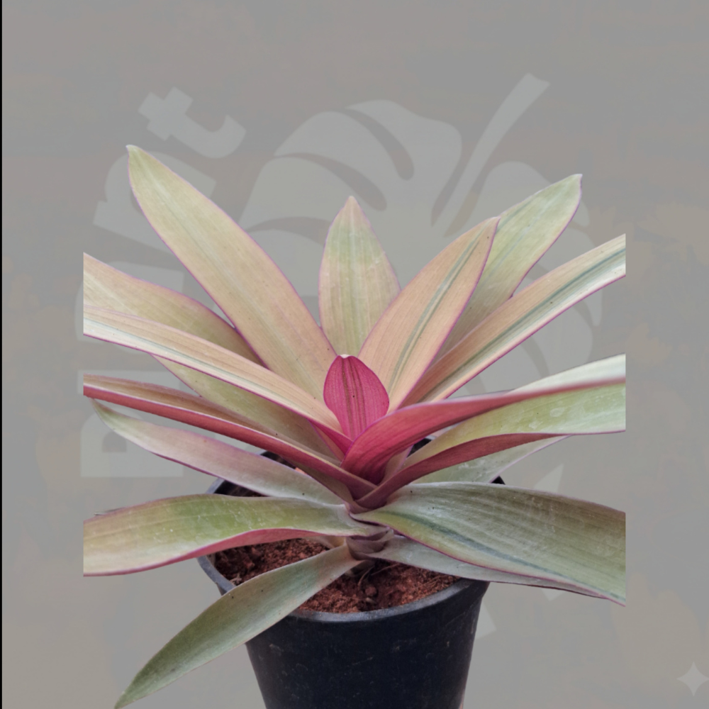 Jade Plant