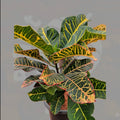 Pothos
