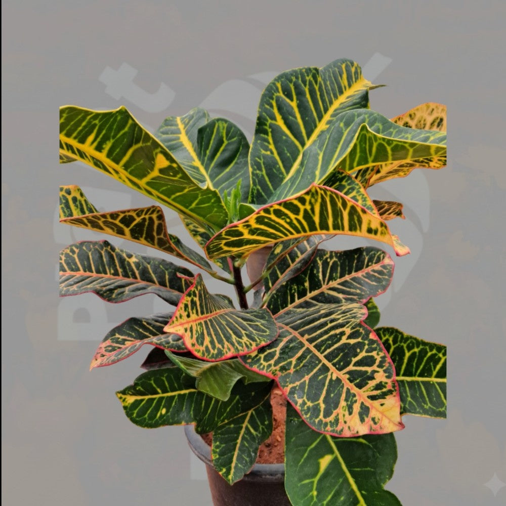 Pothos