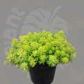 Boston Fern