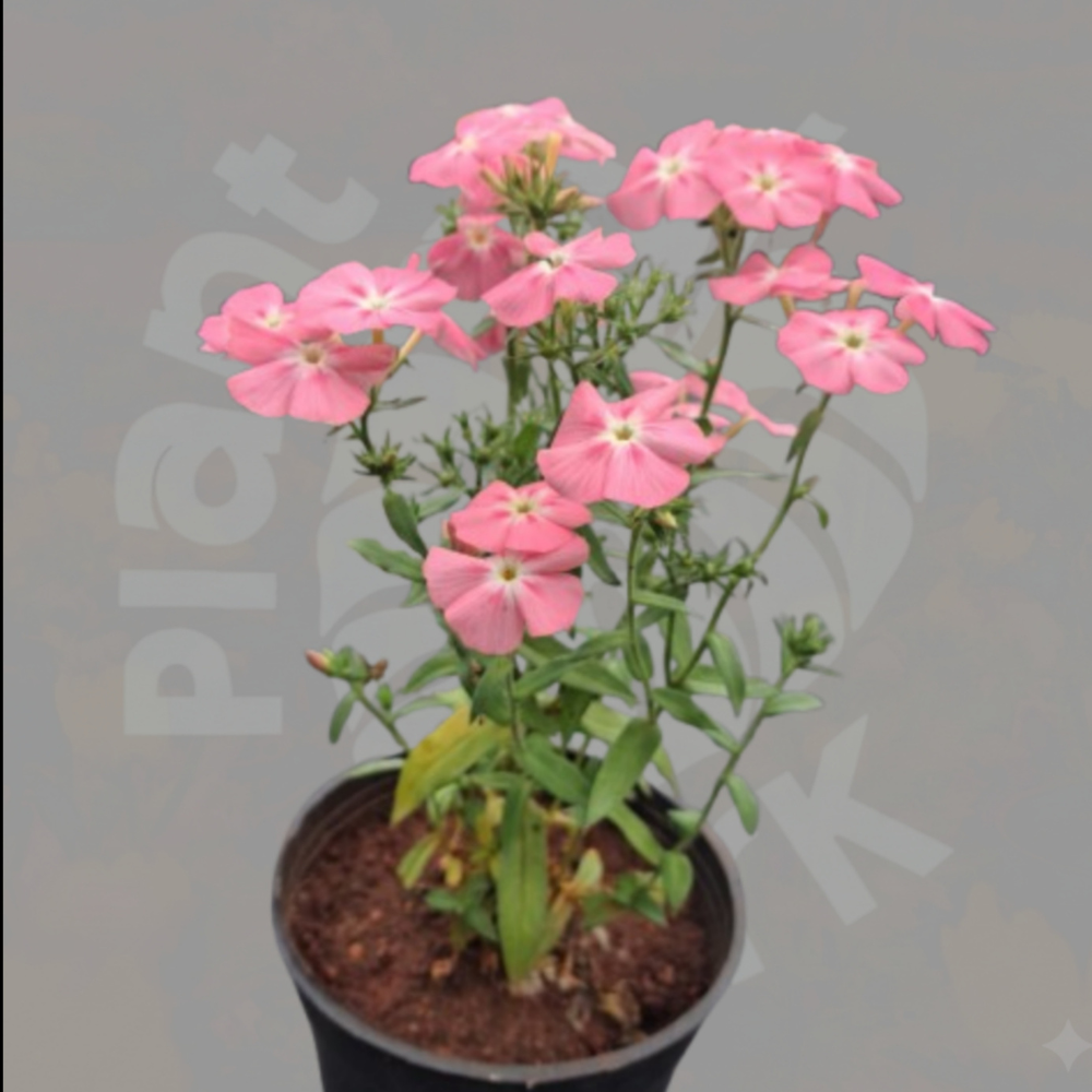 Phlox