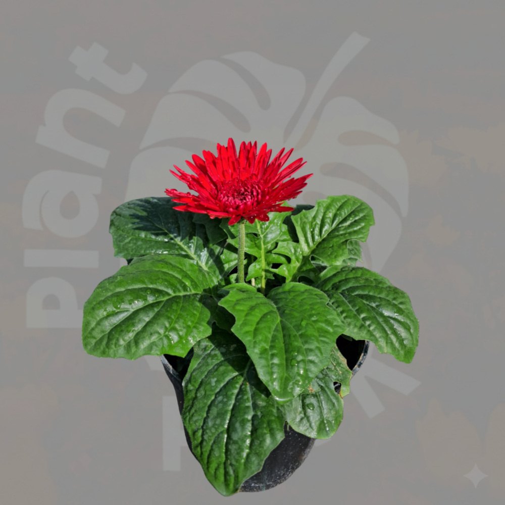 Gerbera Daisy