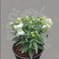 Snapdragon
