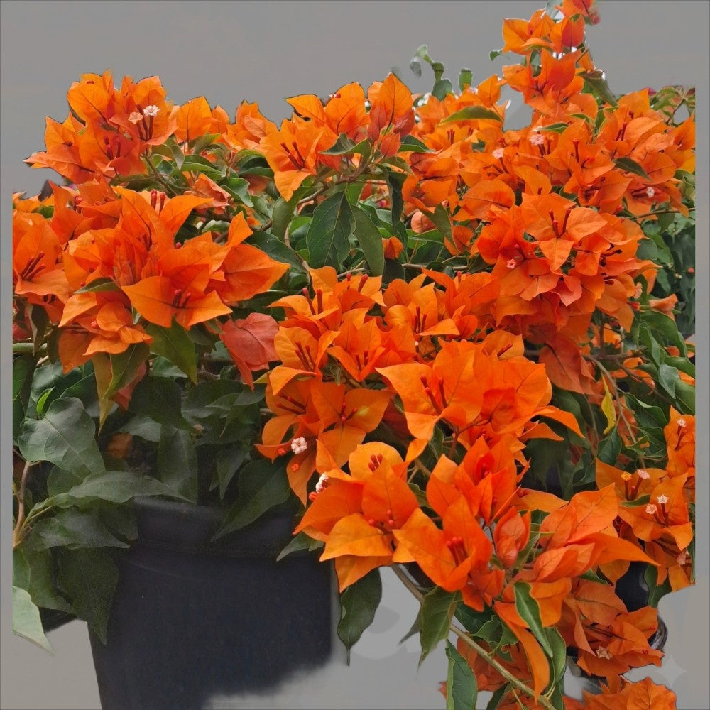 Bougainvillea