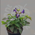 Wishbone Flower