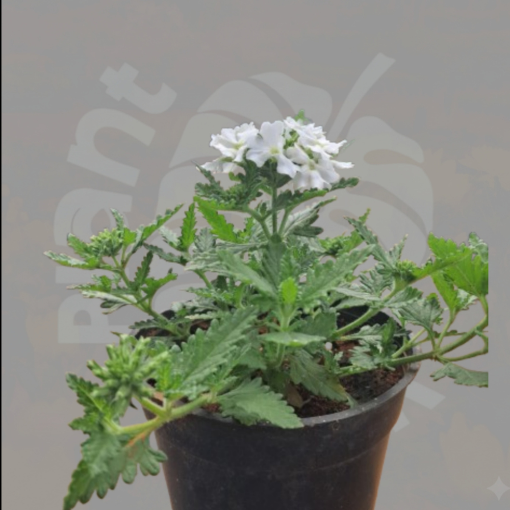 Verbena