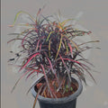 Croton