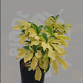 Golden Eranthemum