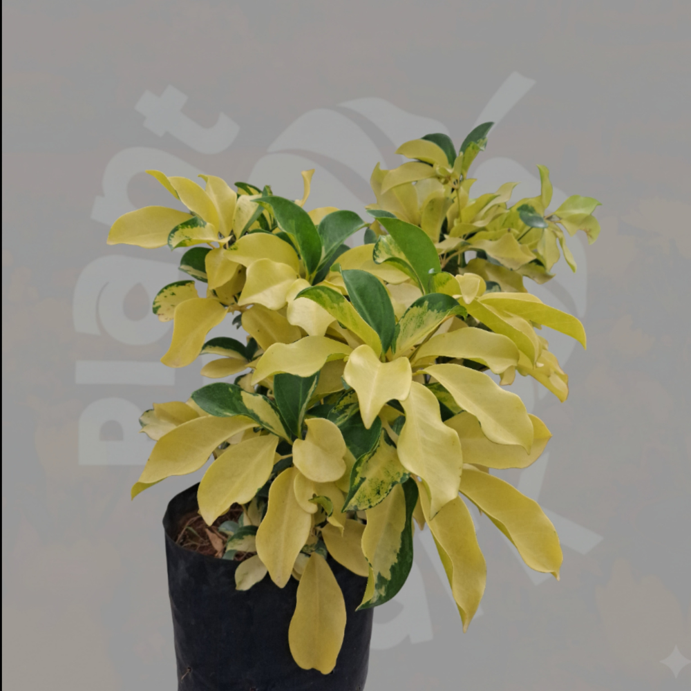 Golden Eranthemum