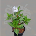 New Guinea Impatiens