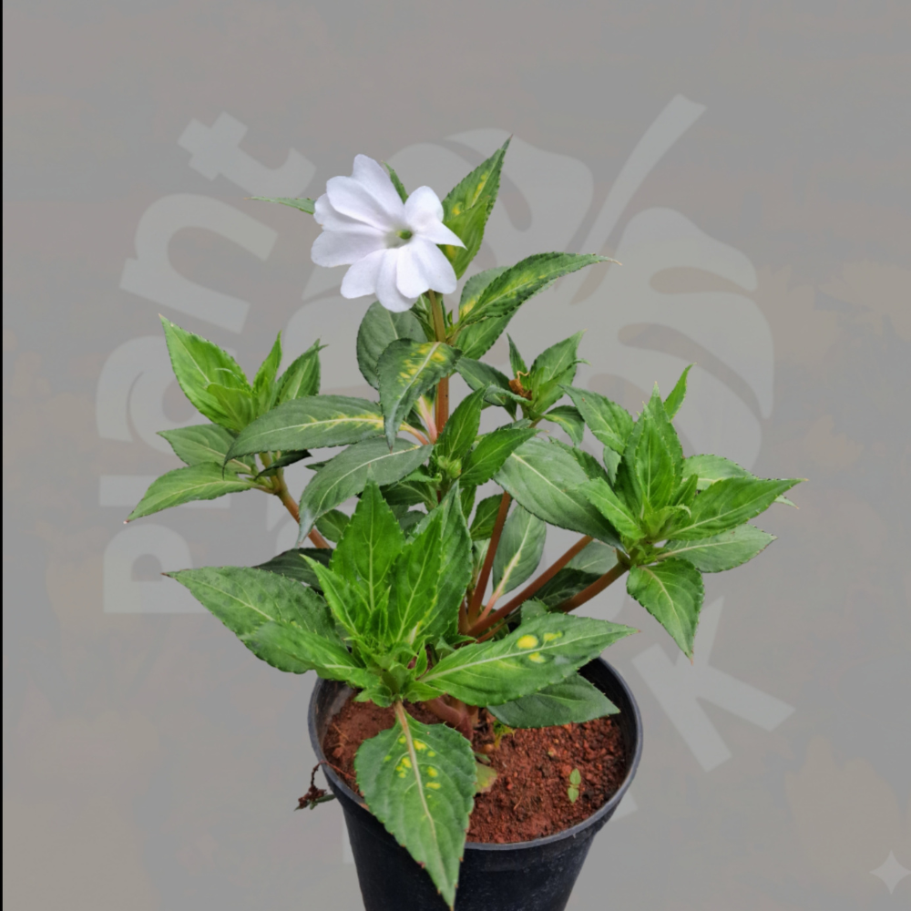 New Guinea Impatiens